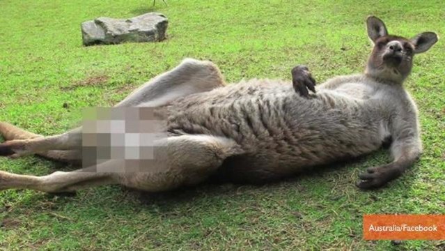 Censored Photo of Kangaroo Sparks Internet Outrage