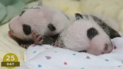 Twin baby pandas