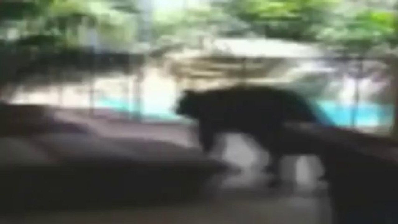 Bear found sleeping on back porch