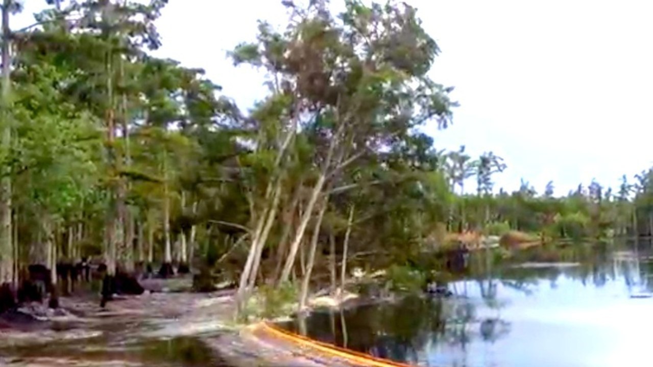 The Secret Behind This Tree-Eating Bayou Sinkhole