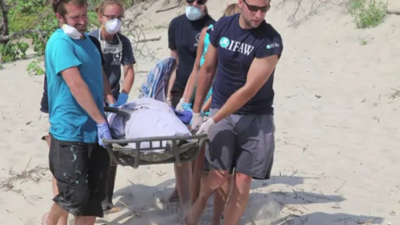 Delfines mueren sin explicación