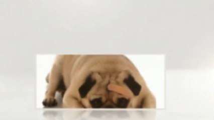 Veterinary Tech Salary