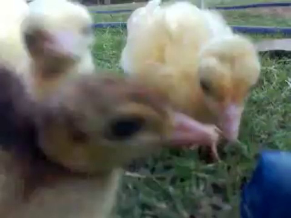 peachicks