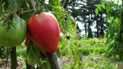 Au Conservatoire de la tomate, des vertes et des bien mûres