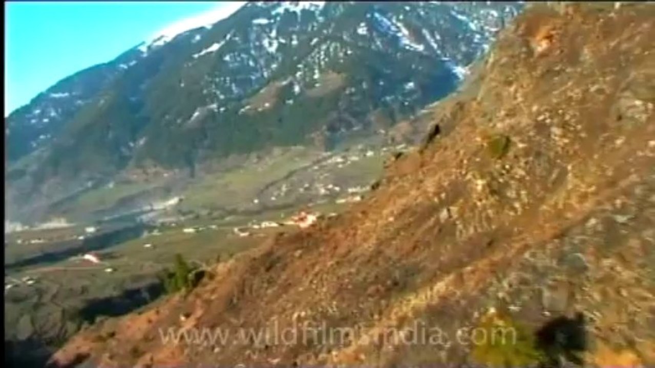Heli-Skiing Film-1