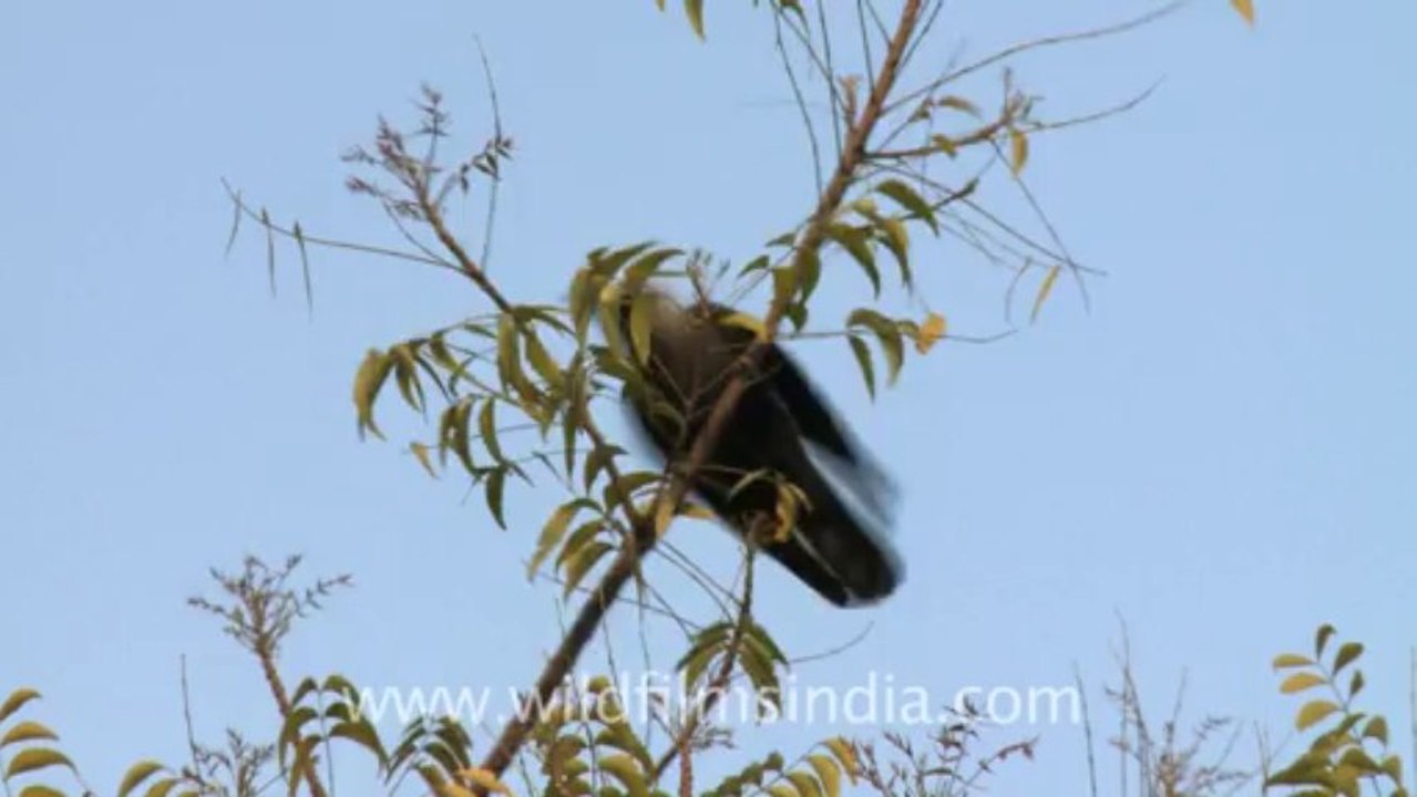 Indian crow
