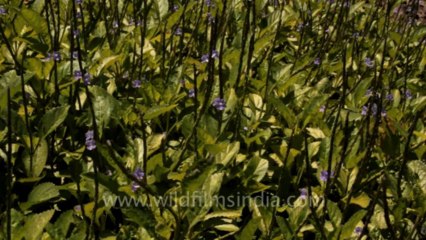 indonesia-bali-ulluwatu beach 3