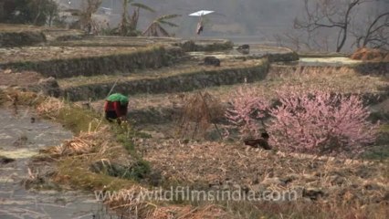 Jhum cultivation in Jakhama-Z-1-hdv-13-2