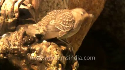 Lamkhaga trek-dipper