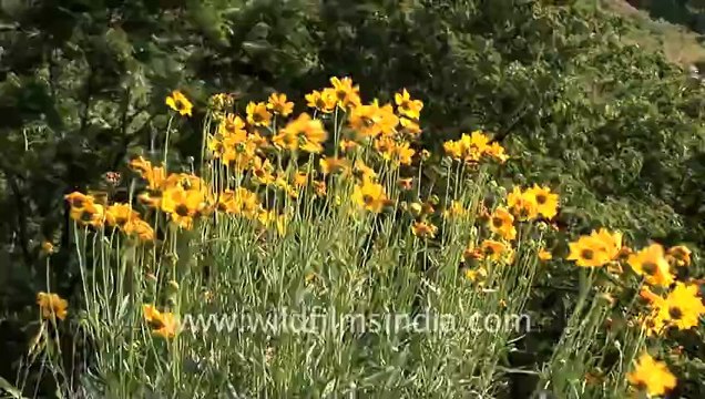Landour-hdv-125-flowers