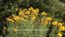 Landour-hdv-125-flowers