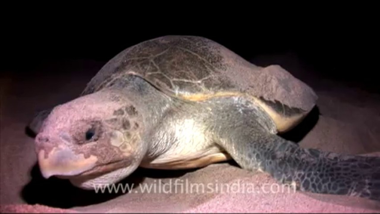 Olive Ridley Turtle-511-1
