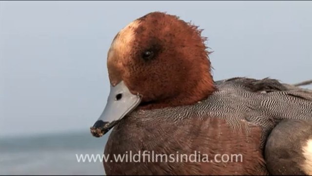 Olive Ridley Turtle-hdv-513-2mov