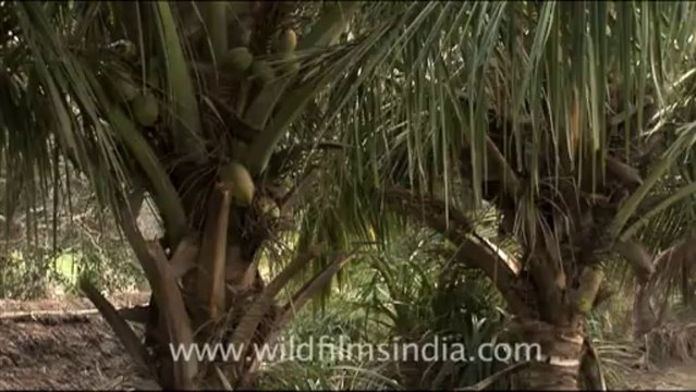 Olive Ridley Turtle-hdv-513-5mov