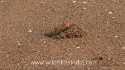 Olive Ridley Turtle-hdv-513-8mov