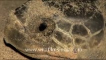 Olive Ridley Turtle-hdv-514-3
