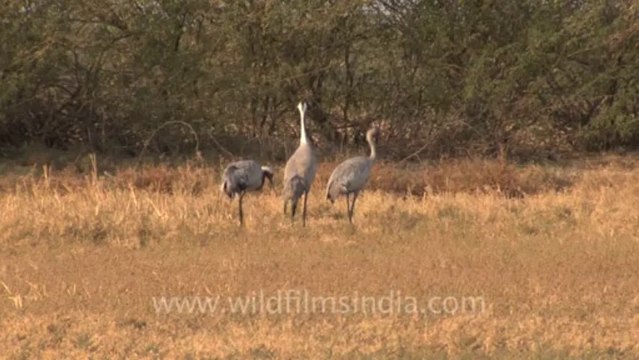 Rann of kutch-hdv-tape-1-1