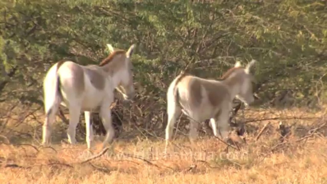 Rann of kutch-hdv-tape-wild asses-2