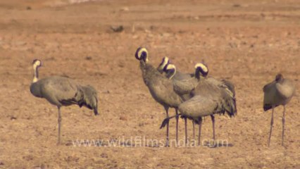 Rann-of-kutch-hdv-tape-1-crane-2