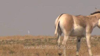 Rann-of-kutch-hdv-tape-1-wild asses-9