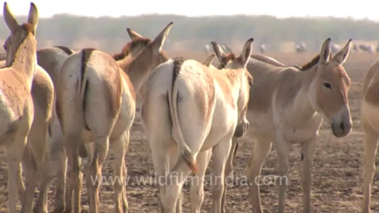 Rann-of-kutch-hdv-tape-1-wild asses-6