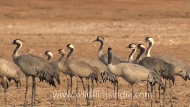 Rann-of-kutch-hdv-tape-2-Demoiselle Cranes-1