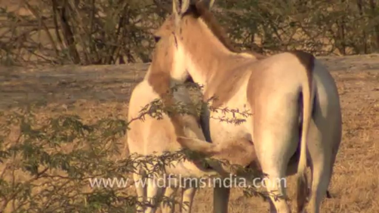 Rann-of-kutch-hdv-tape-2-wild asses-1