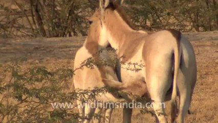 Rann-of-kutch-hdv-tape-2-wild asses-1