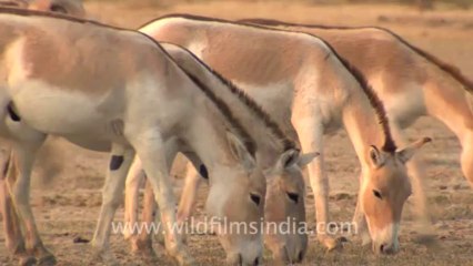 Rann-of-kutch-hdv-tape-2-wild asses-5