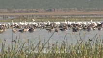 Rann-of-kutch-hdv-tape-4-Birds-1