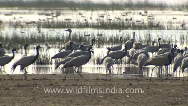 Rann-of-kutch-hdv-tape-5-birds-7