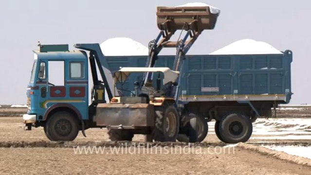 Rann-of-kutch-hdv-tape-7-loading of salt-2