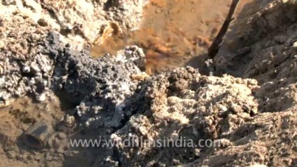 Rann-of-kutch-hdv-tape-7-pumping water-3