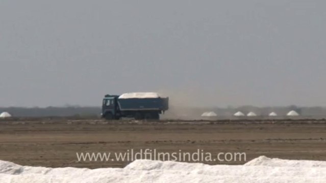 Rann-of-kutch-hdv-tape-7-trucks carrying salt-1