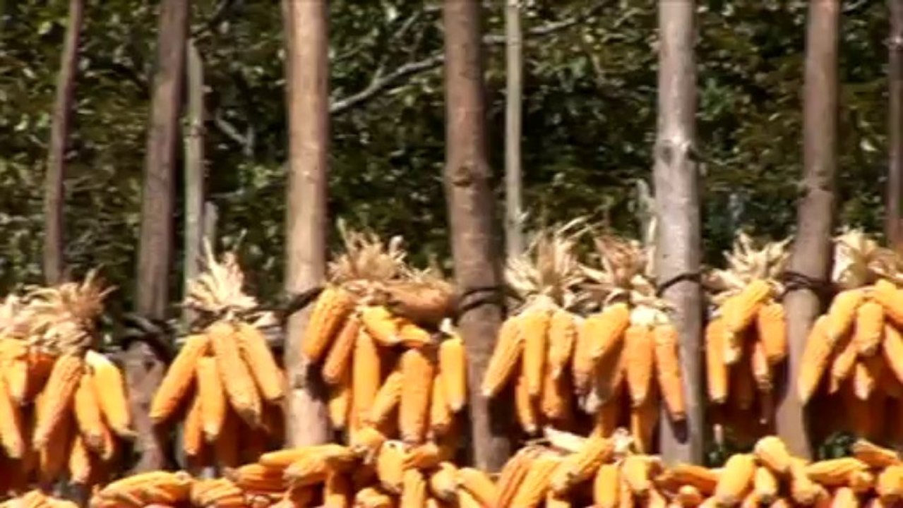 Rural