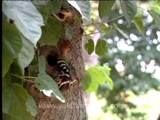 Shivalik monsoon-Hoopee