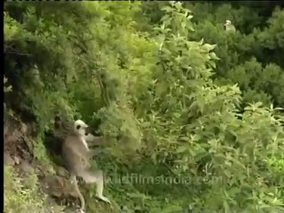 Shivalik monsoon-Langur
