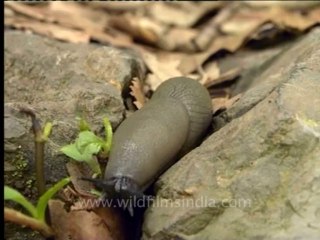 Shivalik monsoon-slug