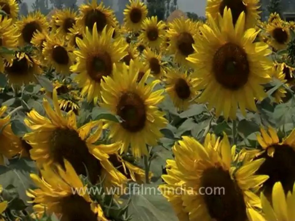 Sunflower