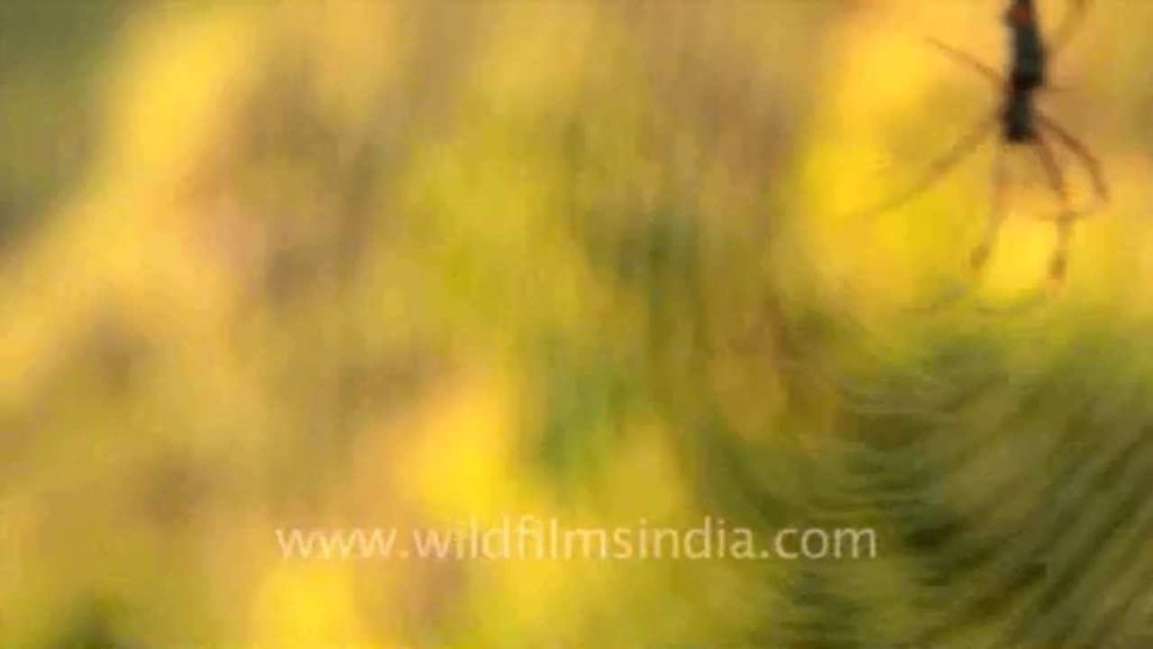 Timor-insect-3