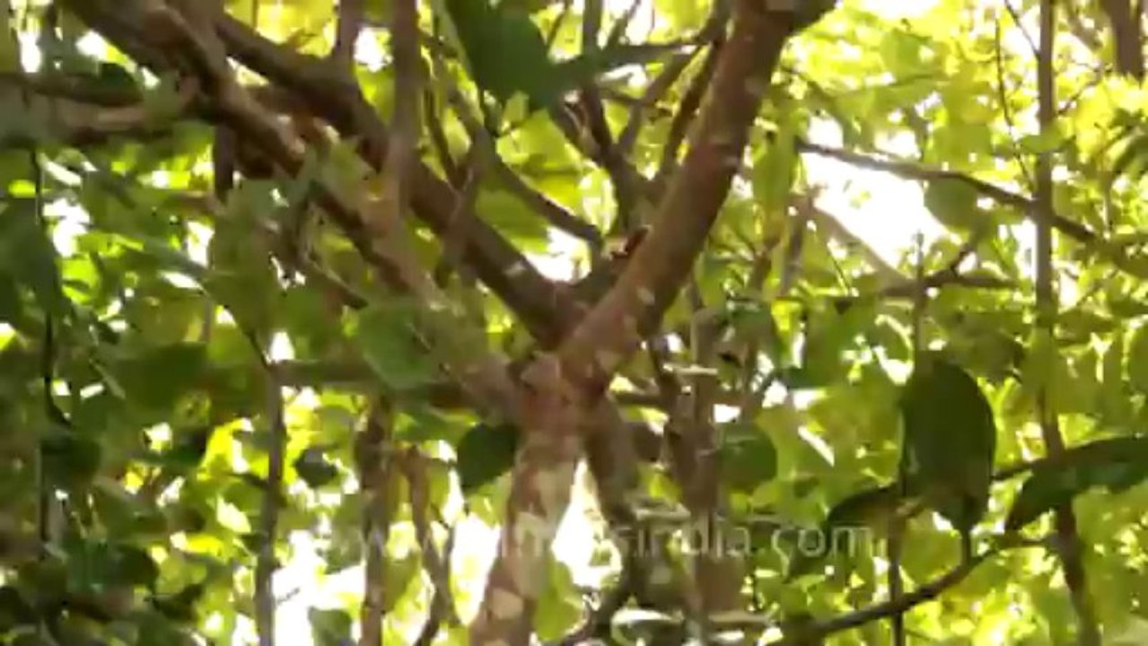 Timor-mammals-4