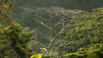Timor-Wildlife-Landscape-22
