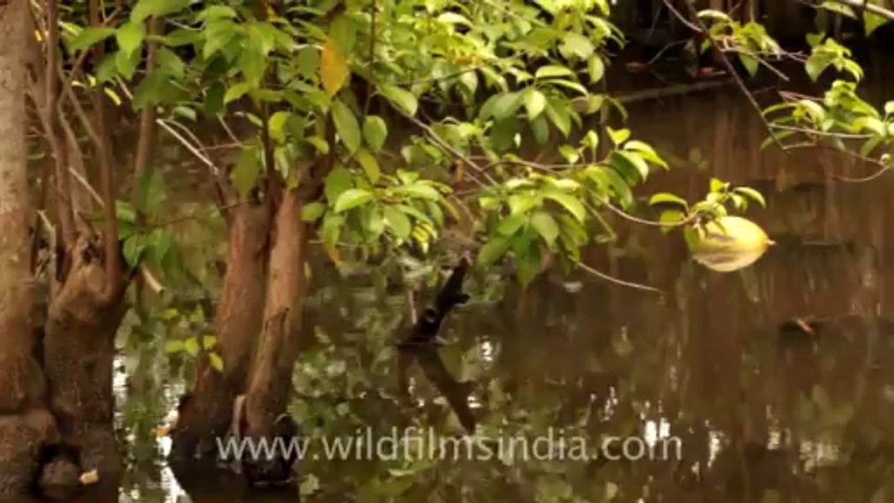 Timor-Wildlife-Landscape-30
