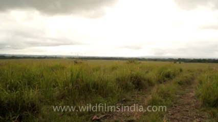 Timor-Wildlife-Landscape-31