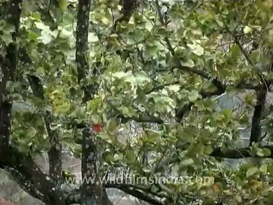 uttarkhand-ananda-2