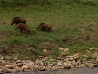 wild boars crossing river