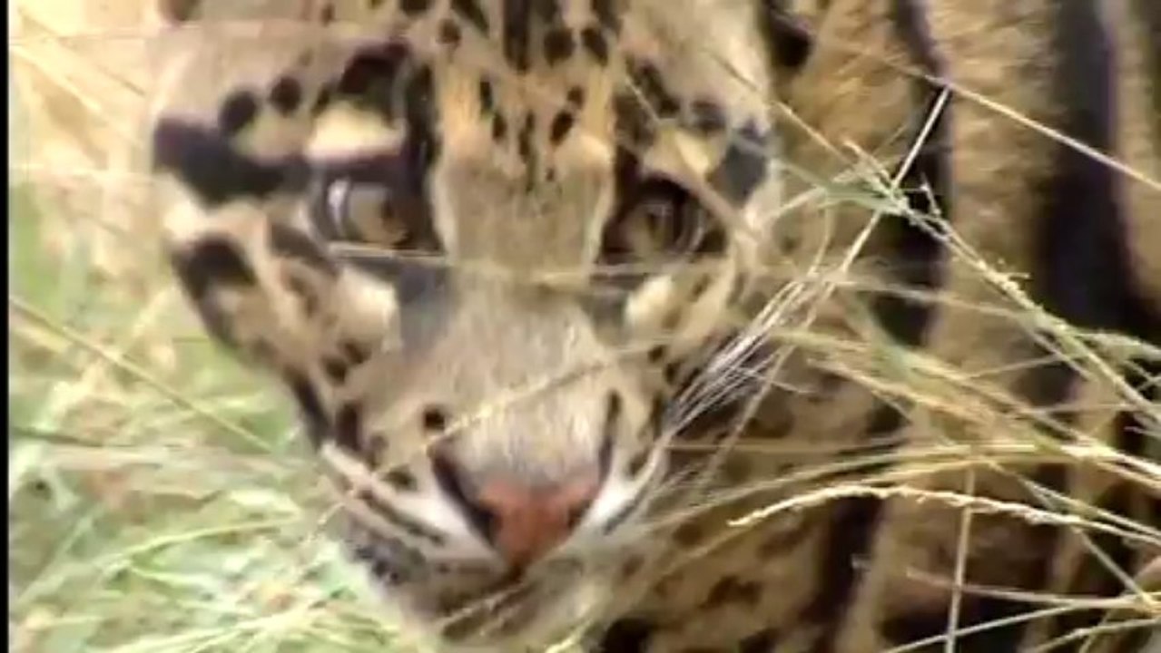 Wildlife&adv