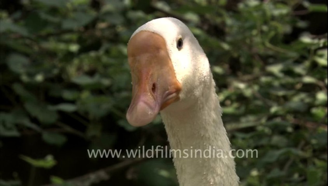 Zoo-HDC-34-1