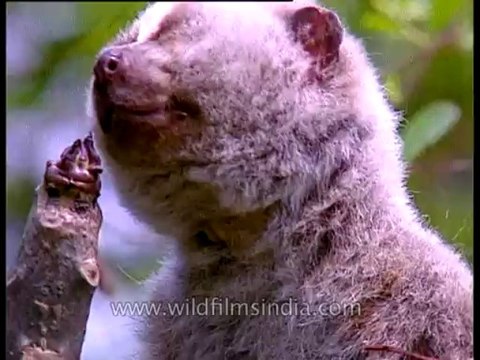 Assam-kaziranga-mdv-1004-3