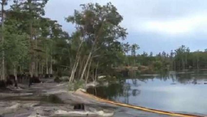 Quand le sol "avale" plusieurs grands arbres en quelques secondes